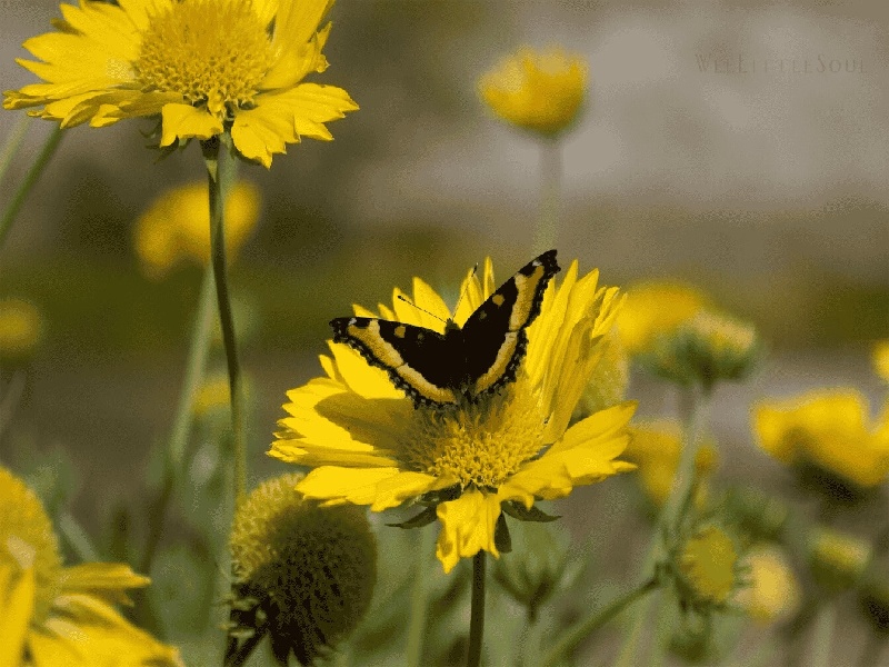 宫腔镜试管检查项目试管畸形率低试管很累但不后悔